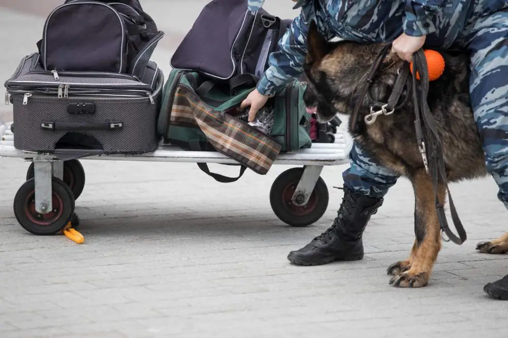 Dogs at Airports_ 5 Types of Screening Where Dogs Are Used